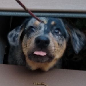 Meet your Posher, Missy